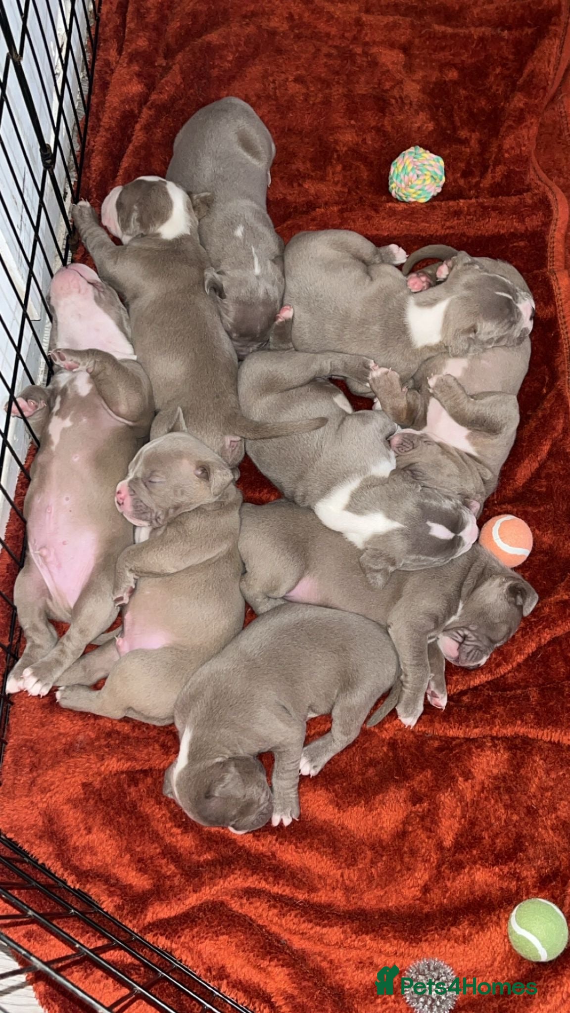 Mixed Breed dogs 9 Puppies - Old Tyme Bulldog x American Bulldog - Advert 2