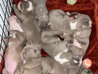 Mixed Breed dogs 9 Puppies - Old Tyme Bulldog x American Bulldog - Advert 2