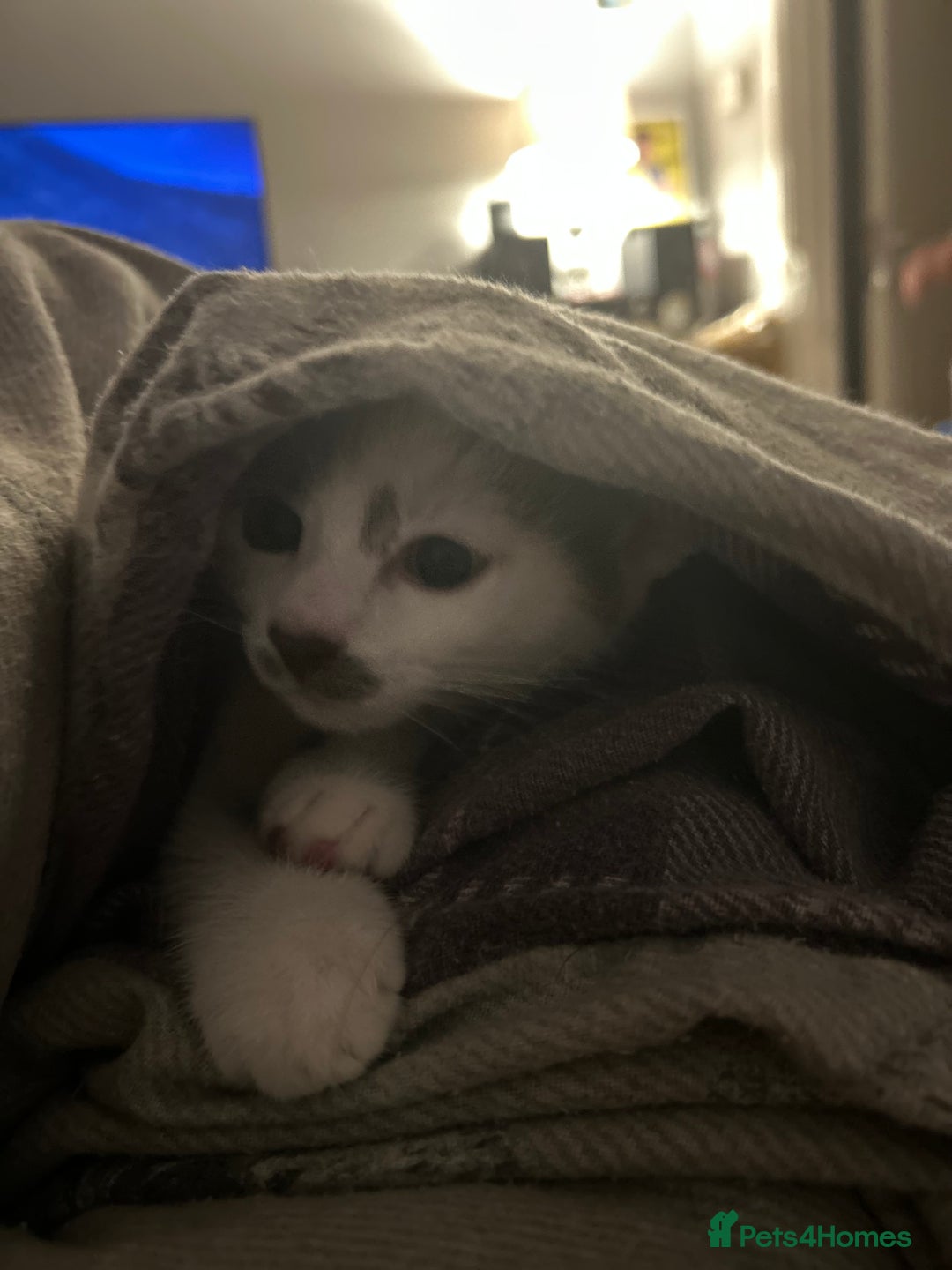 Mixed Breed cats for sale: 2 kittens for sale  - Image 4