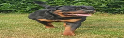 Rottweiler dogs for stud: Kc Registered, proven, health tested stud in Wisbech - Advert 2