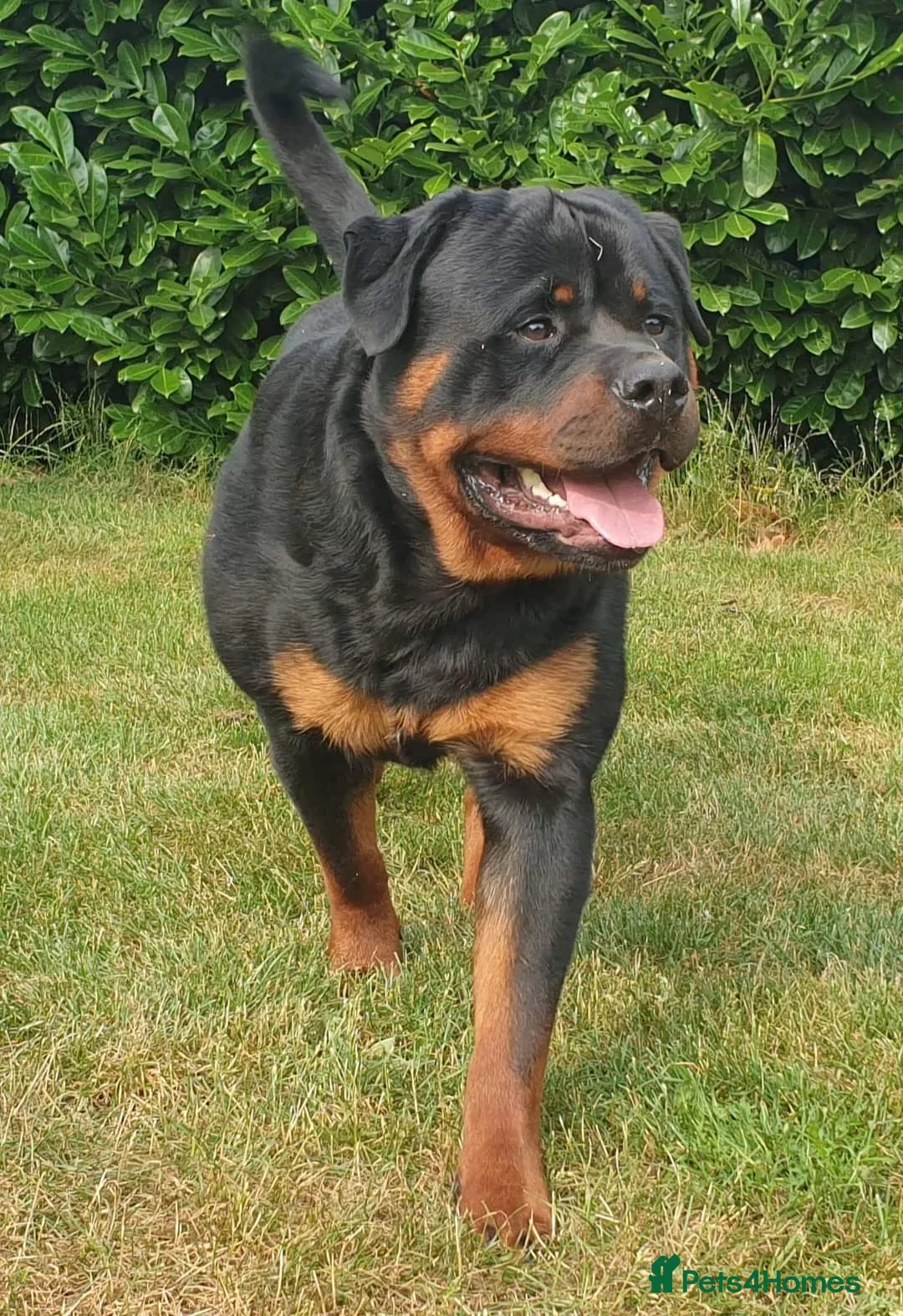 Rottweiler dogs for stud: Kc Registered, proven, health tested stud in Wisbech - Advert 2