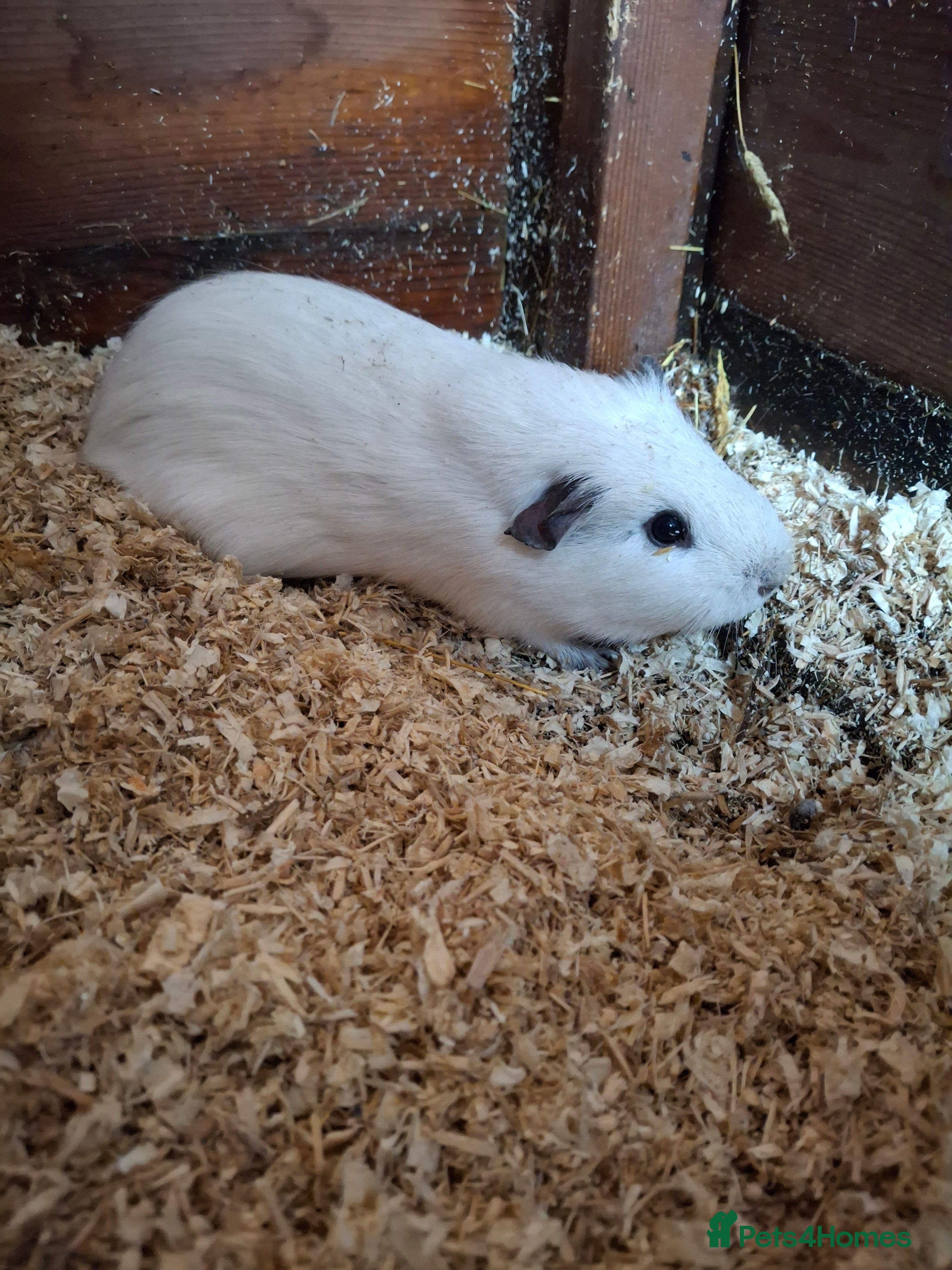 Guinea Pig rodents Guinea pig Boys - Advert 13