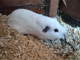 Guinea Pig rodents Guinea pig Boys - Advert 13