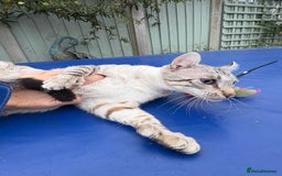 Keetso cats for sale: Superb polydactyl curled eared Keetso girl  - Image 22