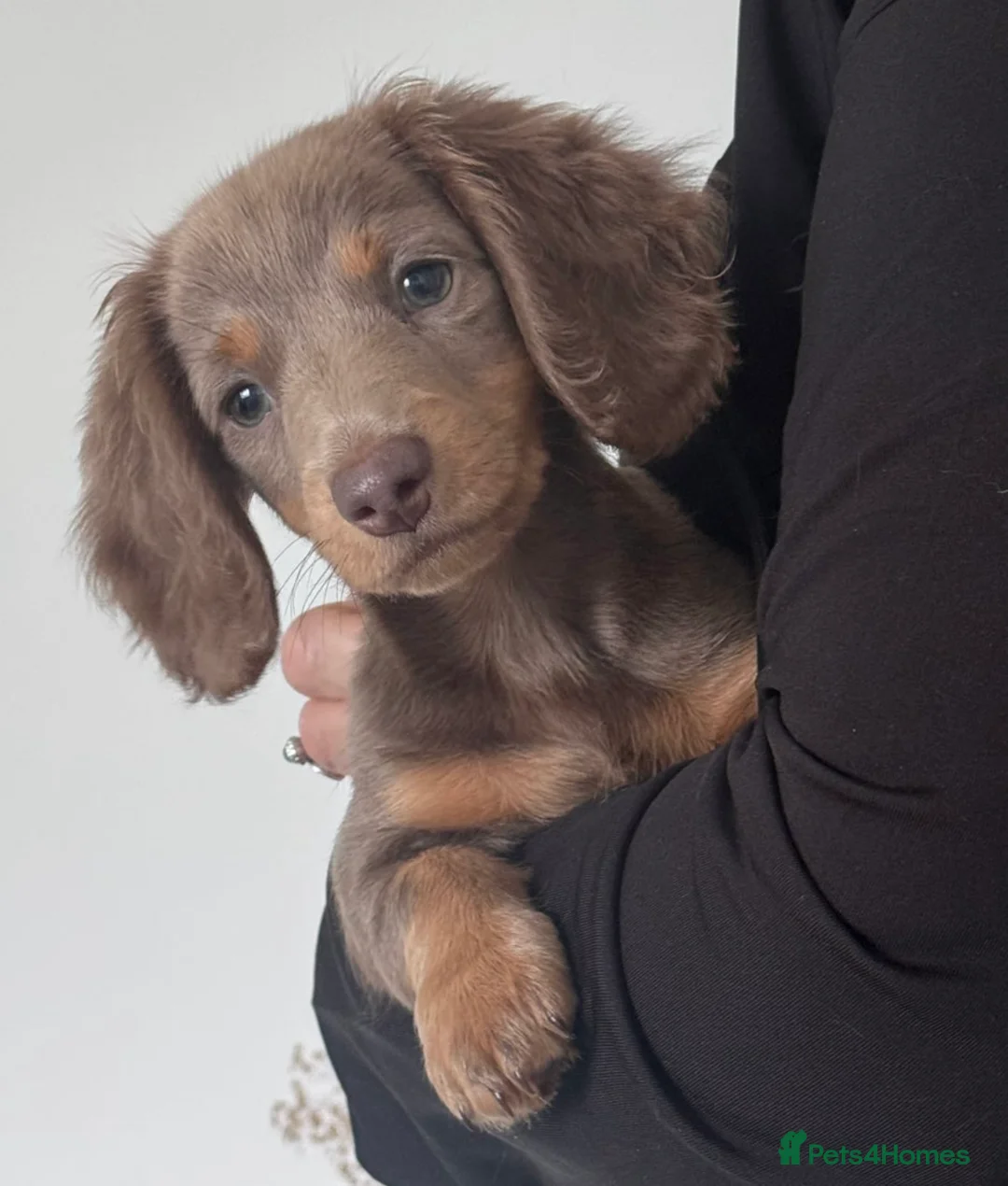 Miniature Dachshund dogs for sale: Smooth/Long-haired Miniature Dachshund - Advert 1