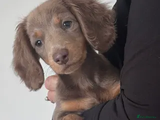 Miniature Dachshund dogs Smooth/Long-haired Miniature Dachshund in Plymouth - Advert 2