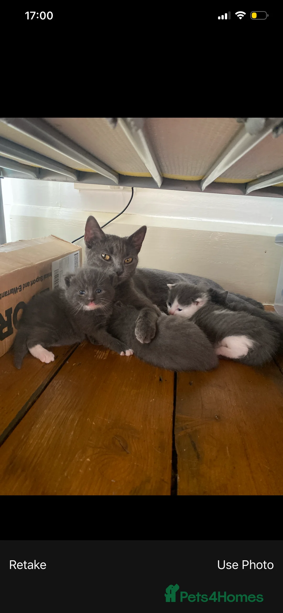 Mixed Breed cats for sale: Kittens for sale  in King's Lynn - Advert 14
