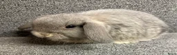 Mini Lop rabbits for sale: Mini Lop x Dwarf Lop Babies - Advert 10