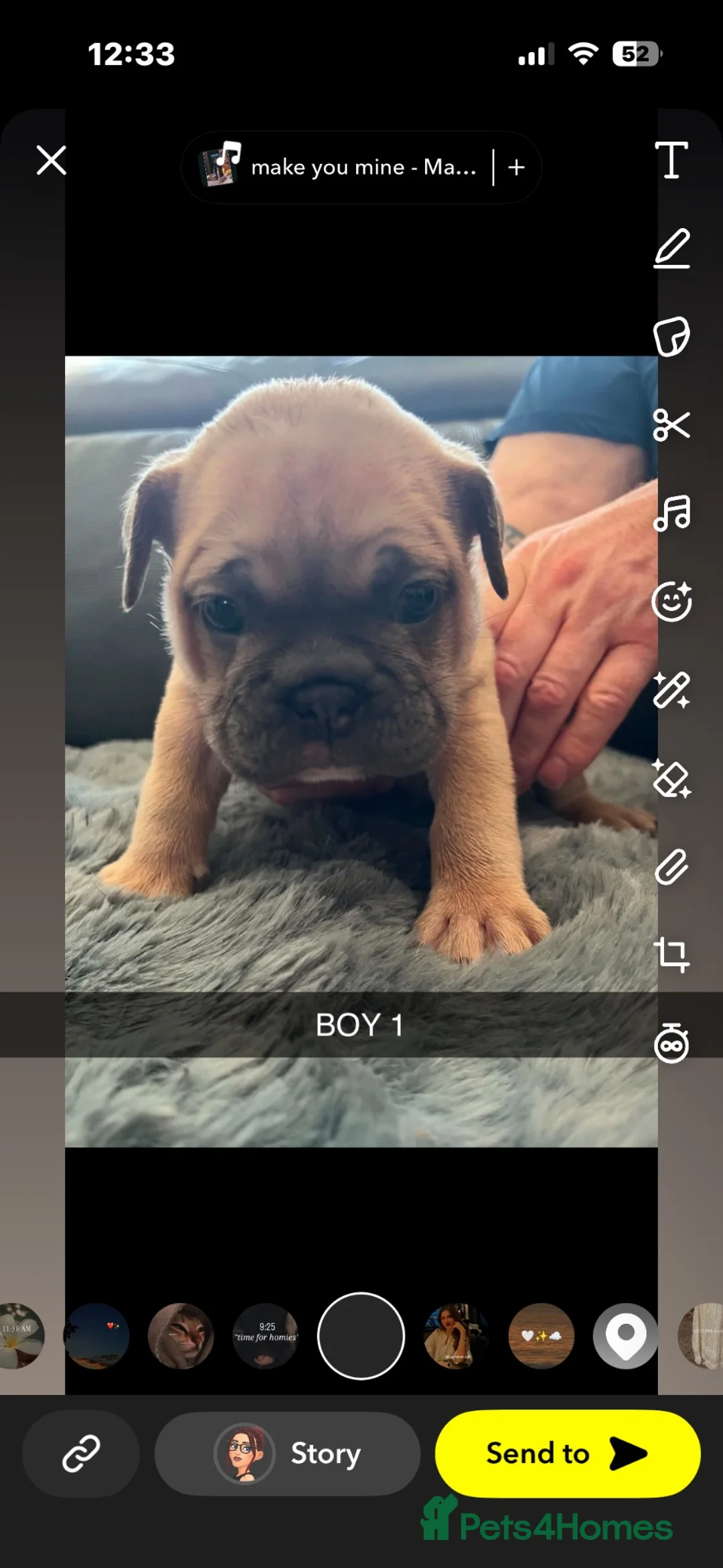 Mixed Breed dogs for sale: FRENGLISH BULLDOG PUPPIES - Advert 10