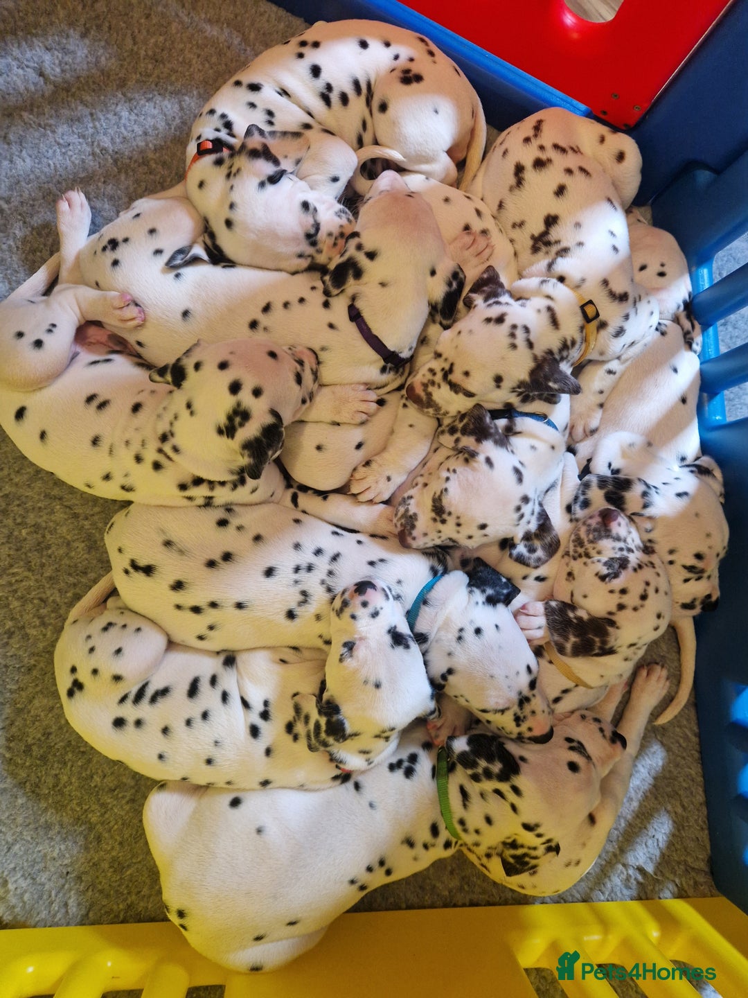Dalmatian dogs for sale: ❤️Exceptional fully hearing KC Dalmatians❤️ - Advert 4