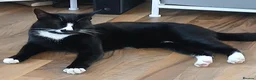 Mixed Breed cats for sale: Charie and lola  - Advert 2