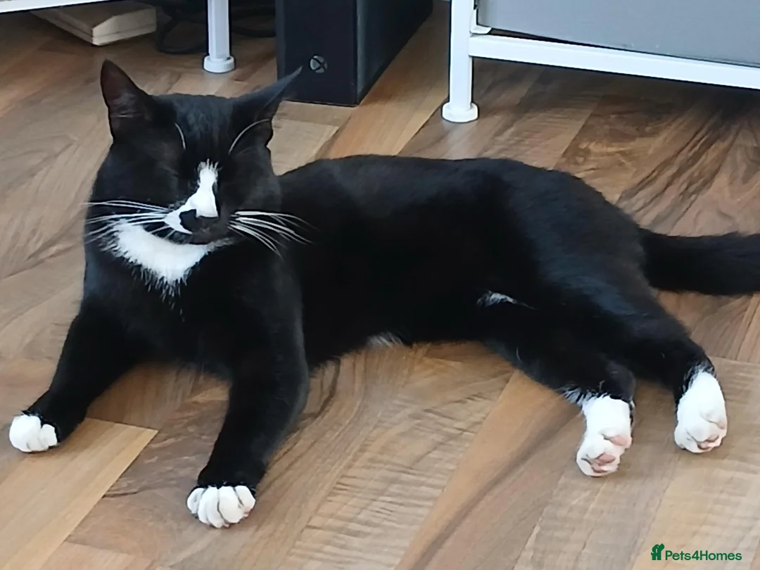 Mixed Breed cats for sale: Charie and lola  - Advert 2