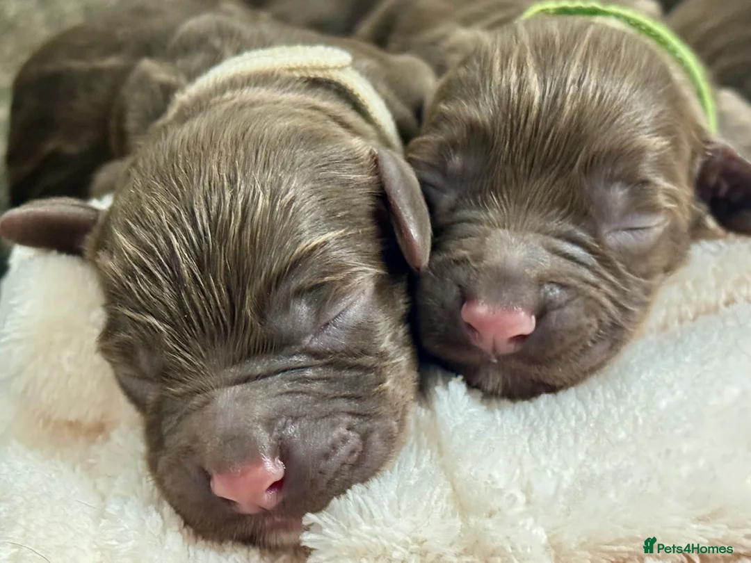 Cocker Spaniel dogs for sale: Kennel club registered  - Advert 17