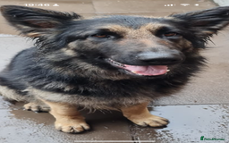 German Shepherd dogs for sale: CUTE 3/4 GERMAN SHEPHERD PUPPIES READY 27th AUGUST - Image 13
