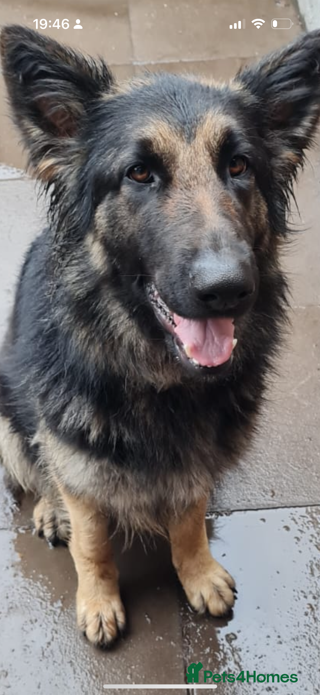 German Shepherd dogs for sale: CUTE 3/4 GERMAN SHEPHERD PUPPIES READY 27th AUGUST - Image 13