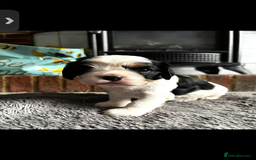 Cavalier King Charles Spaniel dogs for sale: 3 beautiful tri girls available  - Image 5