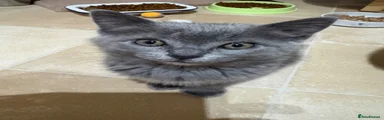 Ragdoll cross 3
