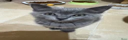 Ragdoll cats for sale: Ragdoll x British Blue in Downham Market - Advert 10
