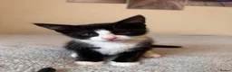 Domestic Shorthair cats for sale: 7 beautiful kittens for sale - Advert 15