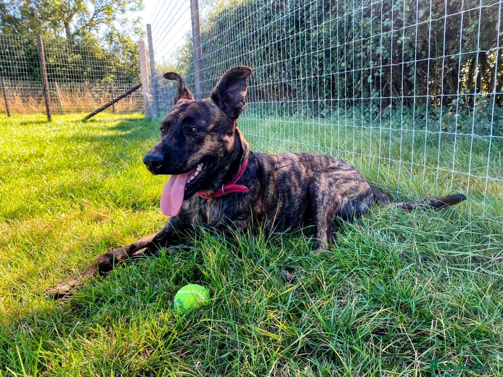 Mixed Breed dogs 💔 Handsome Oscar is looking for his forever home  - Advert 10