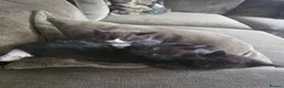 Maine Coon cats for sale: Beautiful mainecoon x kittens!!! in Burton-on-Trent - Advert 3