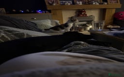 Mixed Breed cats for sale: 2 playful, confident kittens ready for new home  - Advert 3