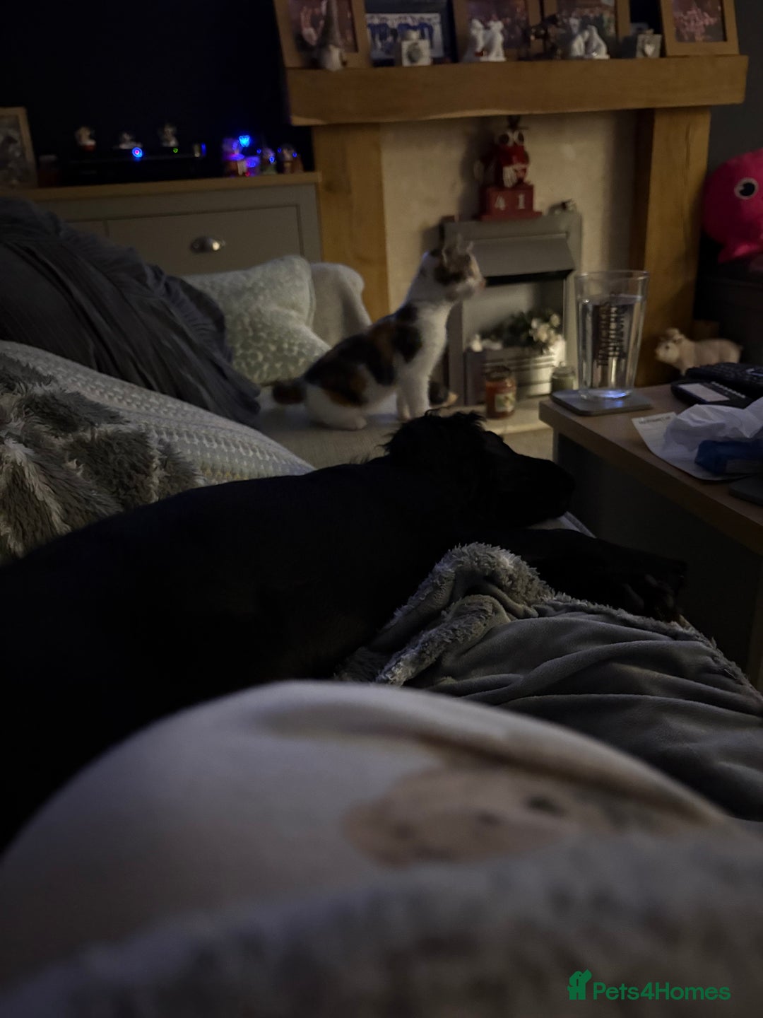 Mixed Breed cats for sale: 2 playful, confident kittens ready for new home  - Advert 3