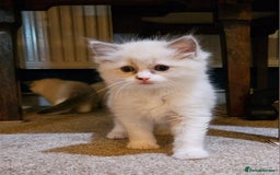 Ragdoll cats for sale: Ready now hcm clear ragdoll litter. X6 - Image 10
