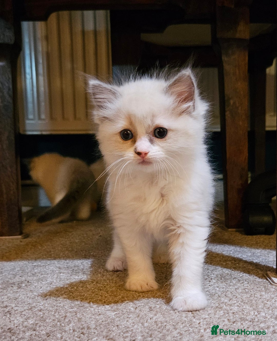 Ragdoll cats for sale: Ready now hcm clear ragdoll litter. X6 - Image 10