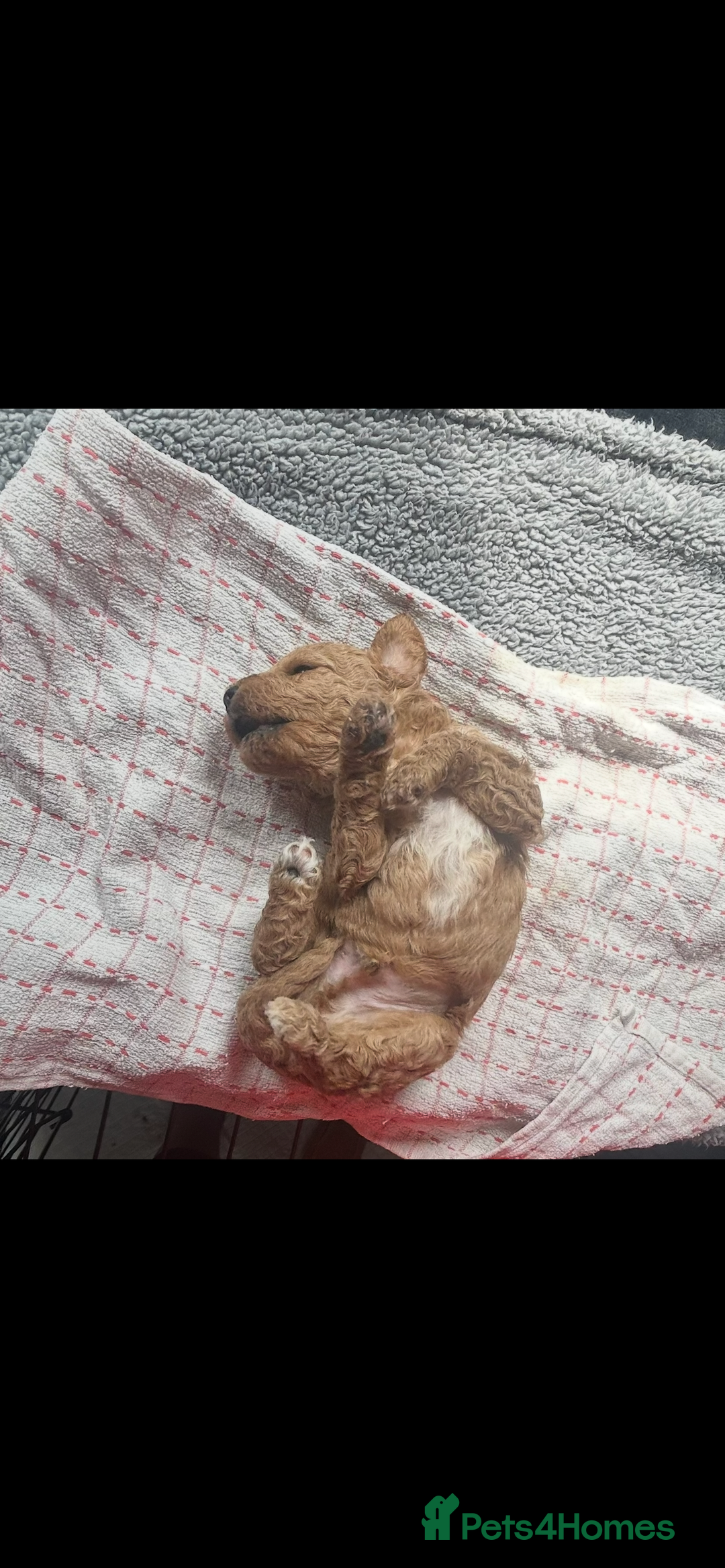 Poochon dogs for sale: Gorgeous litter of F1BB Poochons  - Image 19