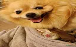 Pomeranian dogs for sale: 3 lovely Pomeranian  - Image 5