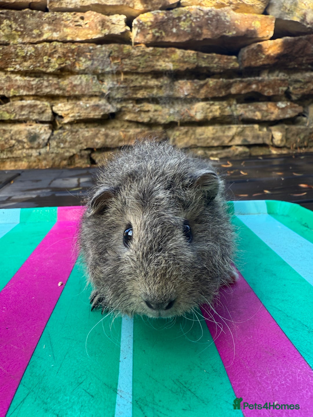 Guinea Pig rodents for sale: Gorgeous Peruvian X Boy 👀🏡 - Image 4