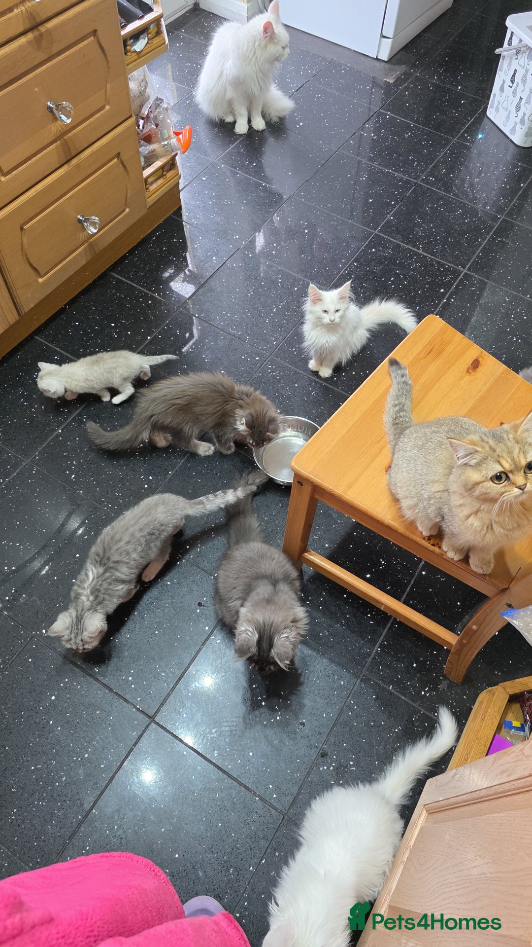 British Shorthair cats for sale: Pedigree British Short-hair kittens  - Image 29