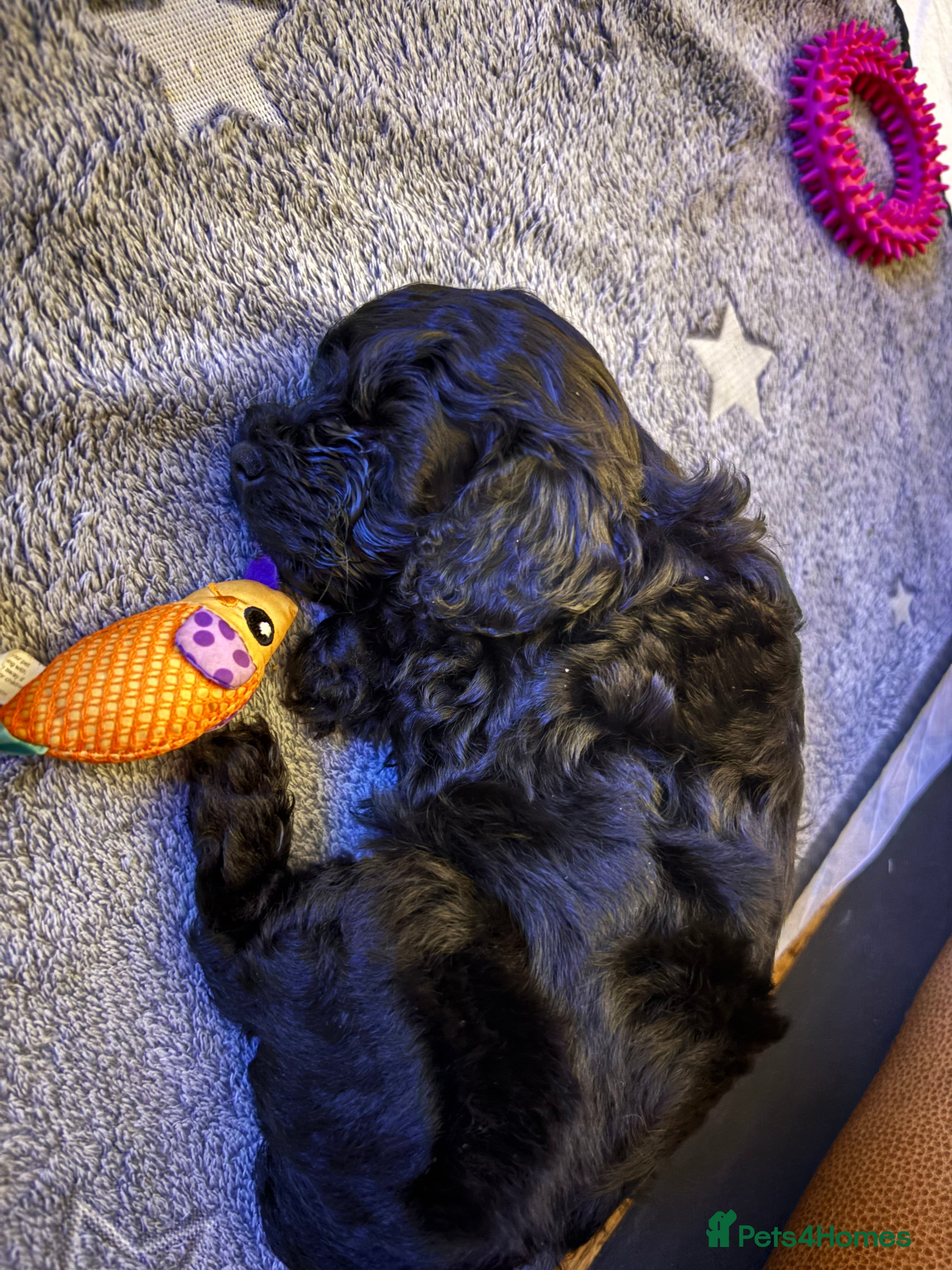 Cavapoochon dogs Toy Cavapoochons F1B *last baby boy* - Advert 1