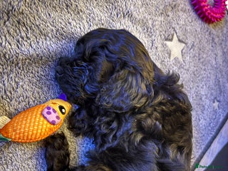 Cavapoochon dogs Toy Cavapoochons F1B - Advert 6