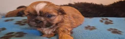 Shih Tzu dogs for sale: 5 beautiful KC reg shih Tzu puppies  - Advert 7