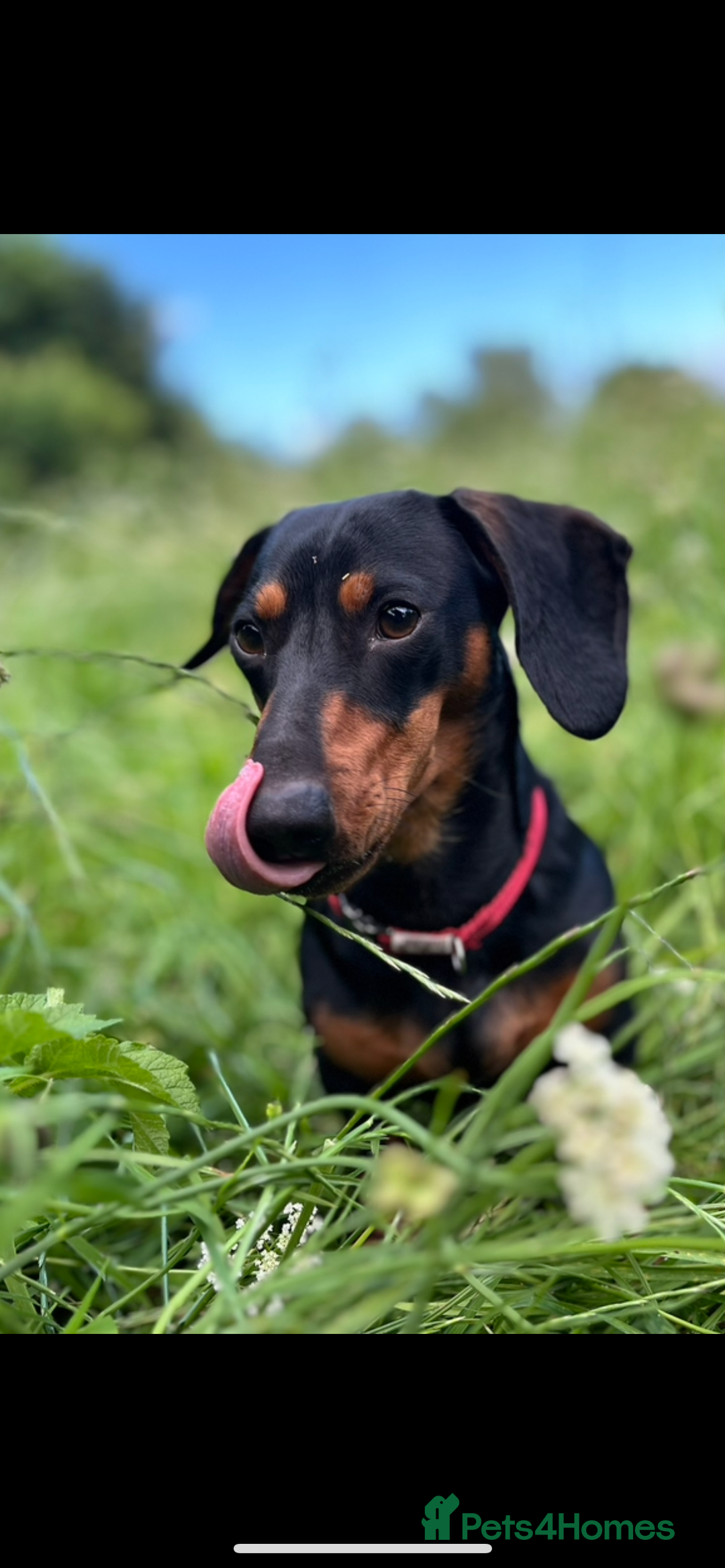 Dachshund dogs for stud: Male Black and Tan daschund  - Advert 1