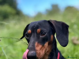 Dachshund dogs Male Black and Tan daschund - Advert 7