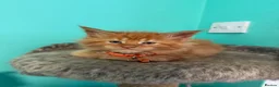 Maine Coon cats for sale: Beautiful Maine Coon Kittens – Ready to Reserve - Advert 14