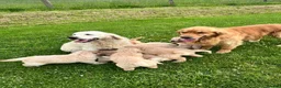 Golden Retriever dogs for sale: Beautiful KC Golden Retriever Puppies - Advert 11