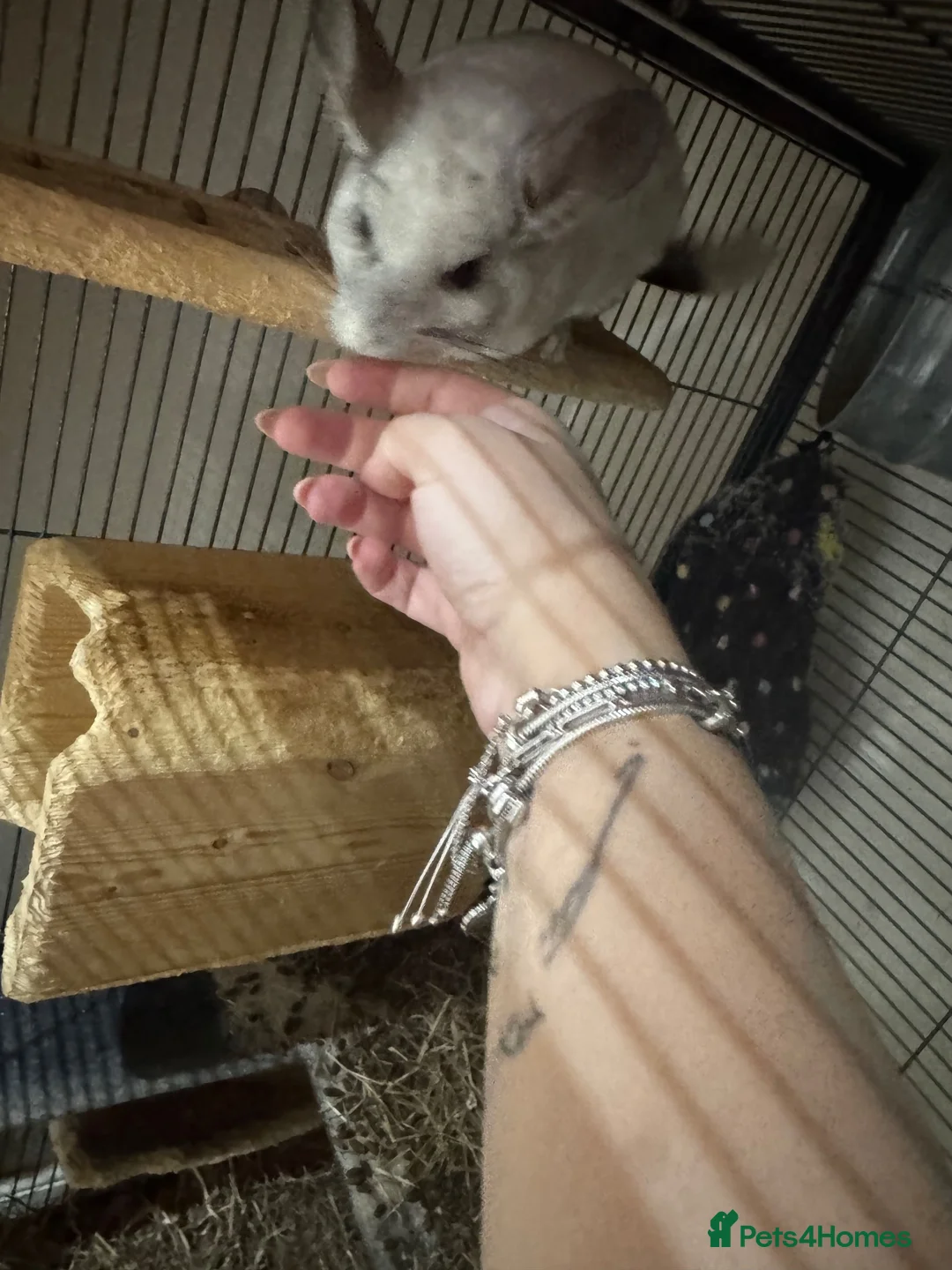 Chinchilla rodents for sale: Female Chinchilla & Cage - Advert 2