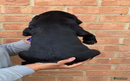 Labrador Retriever dogs for sale: Labrador Puppies Ready for Their Forever Homes🐶💛 - Image 11