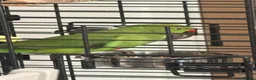 Parakeets birds for sale: Beautiful Indian Ringneck Parakeet in Leigh - Advert 4