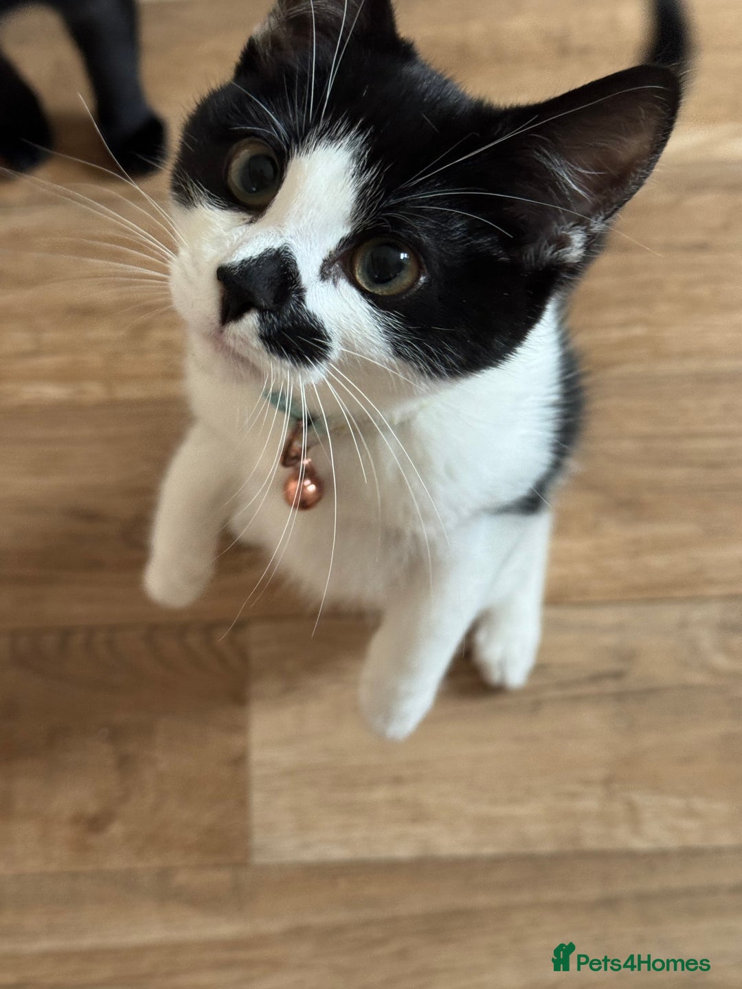 British Shorthair cats for sale: Baxter  - Advert 2