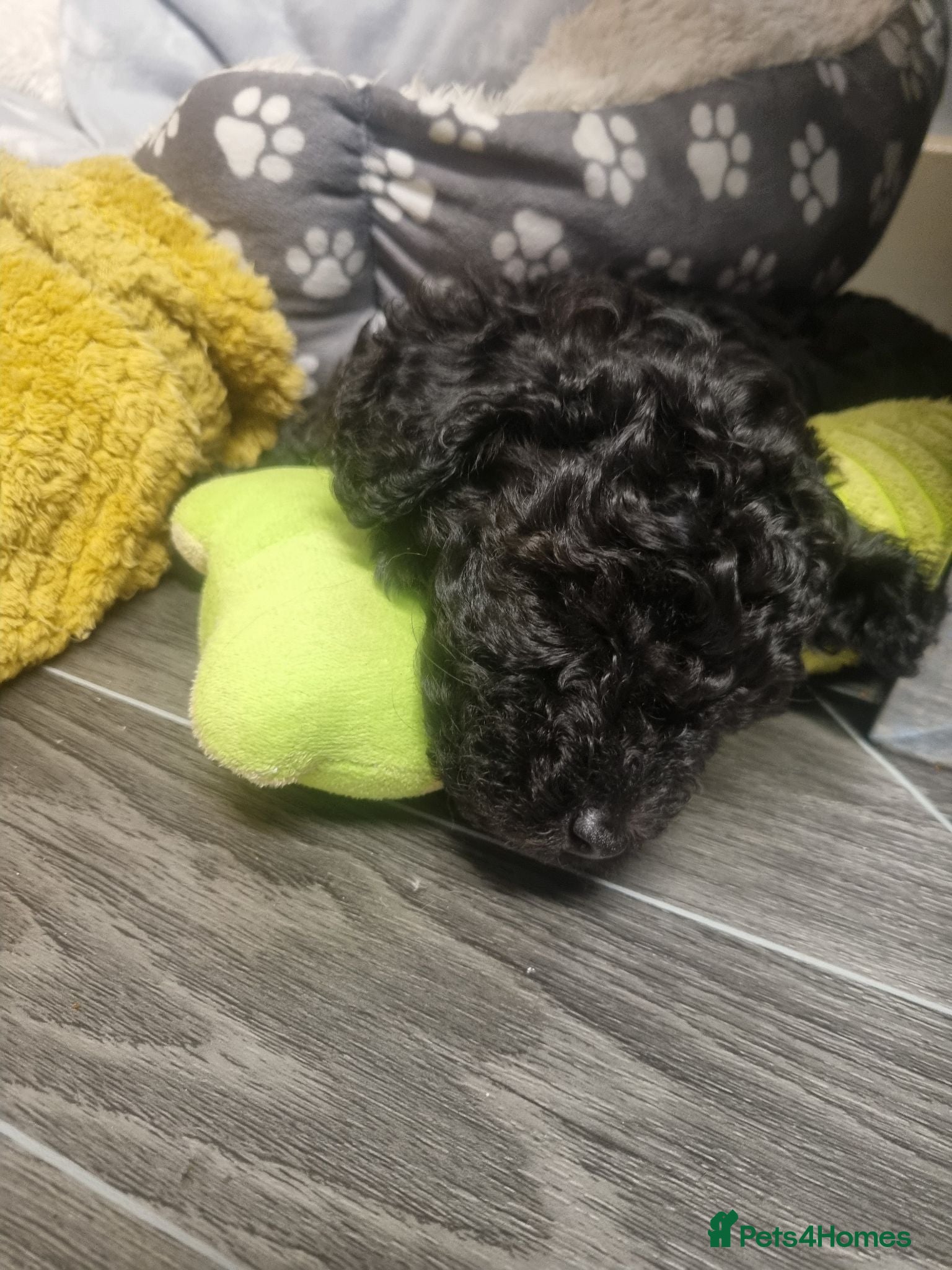 Poodle dogs Black poodle boy  - Advert 1