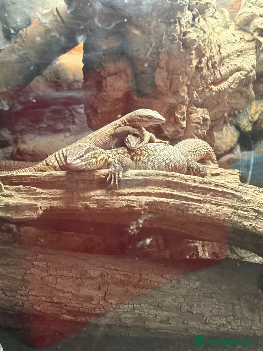 Monitor reptiles for sale: Adult proven breeder trio of ackie monitors  in Crook - Advert 2