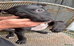 Lurcher dogs for sale: Lurcher - Image 3