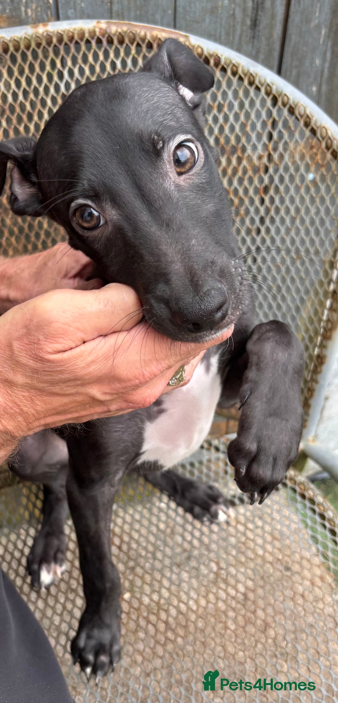 Lurcher dogs for sale: Lurcher - Image 3