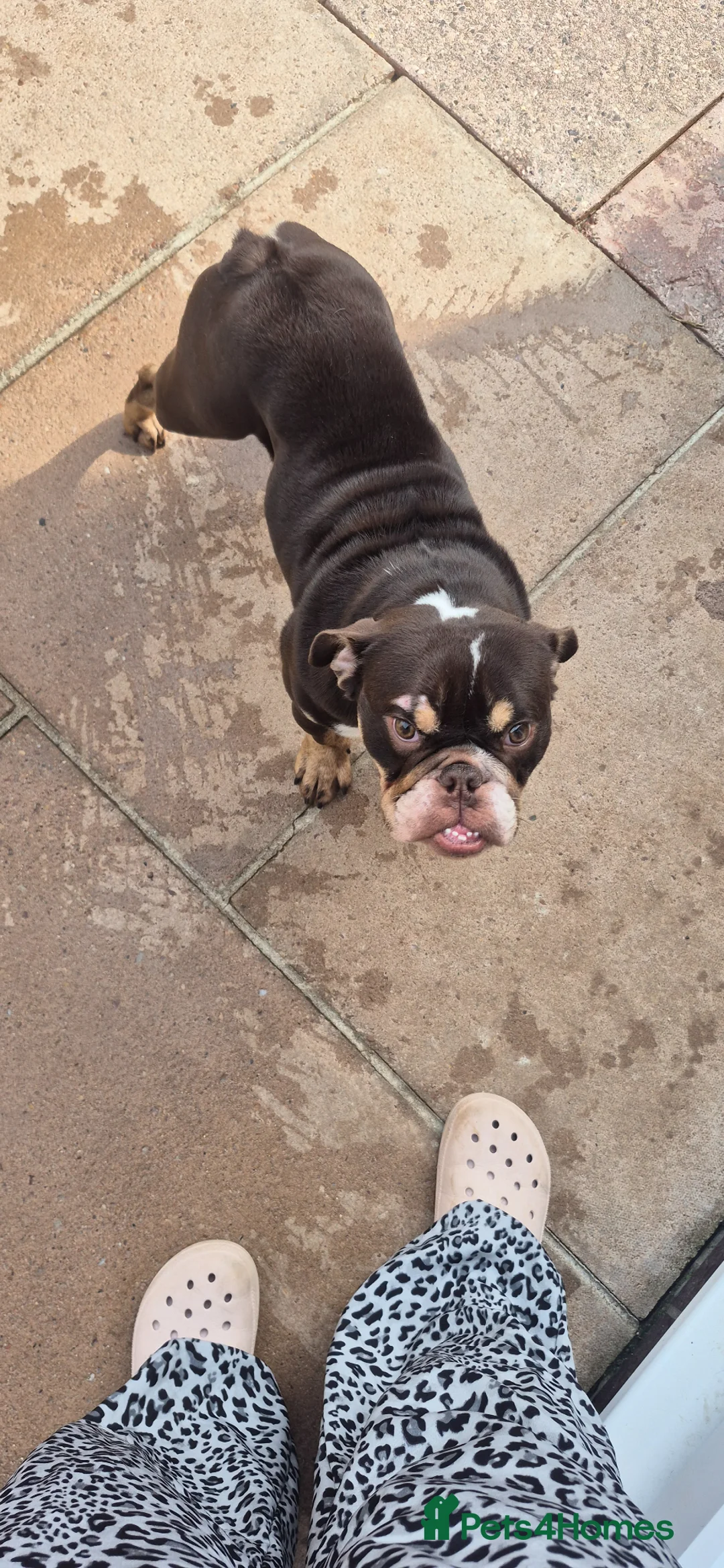 English Bulldog dogs for sale: Female english bulldog pup kc registered  - Advert 2