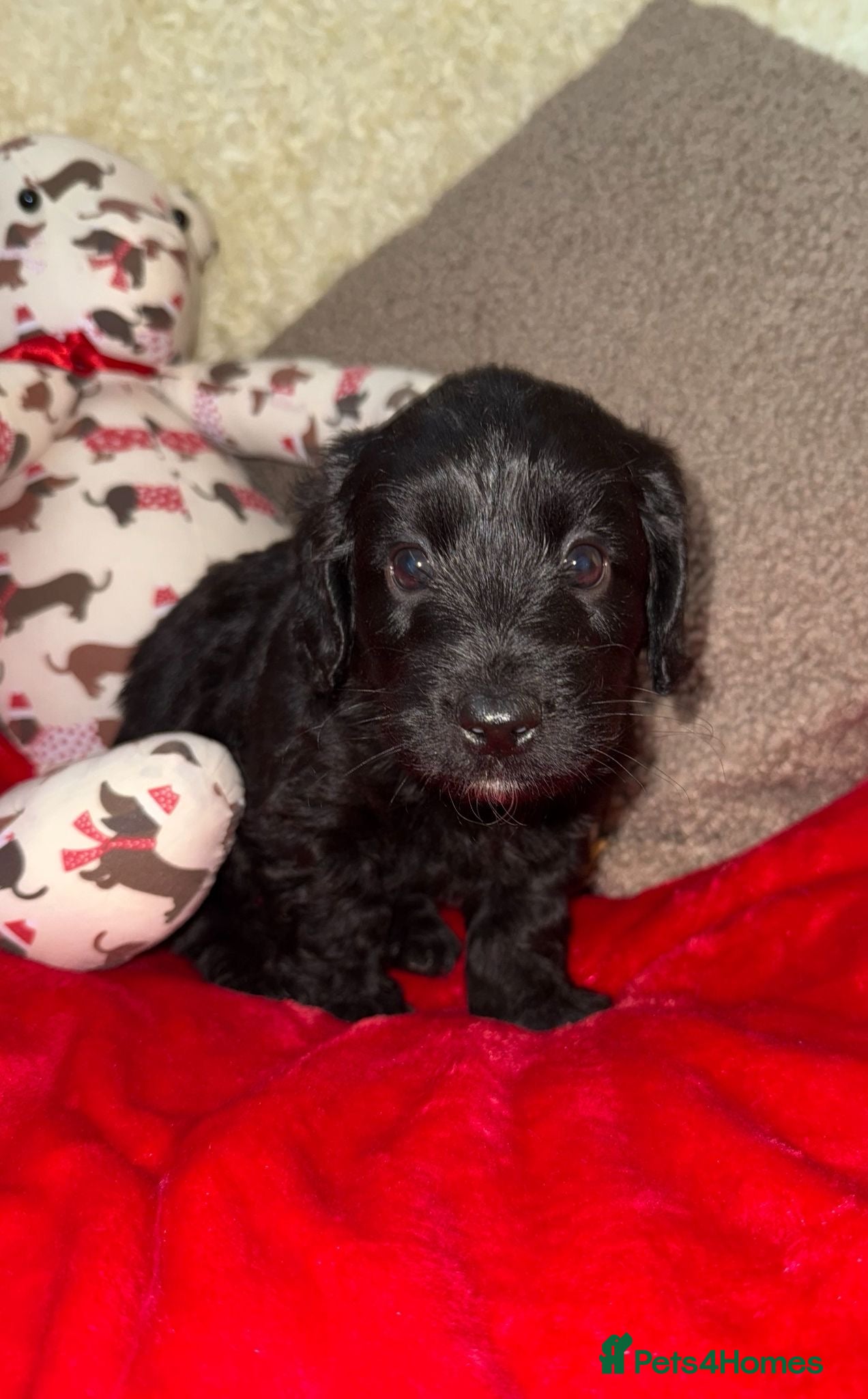 Doxiepoo dogs 🧡💛Adorable Daxipoo Puppies 💜🩷 - Advert 15